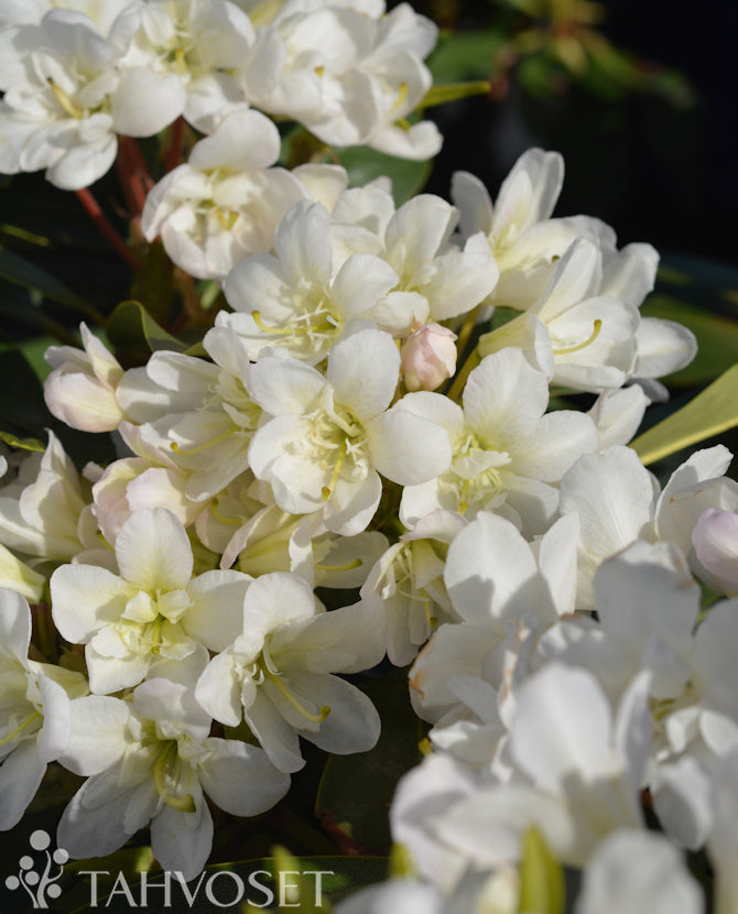 Alpros Rhododendron &