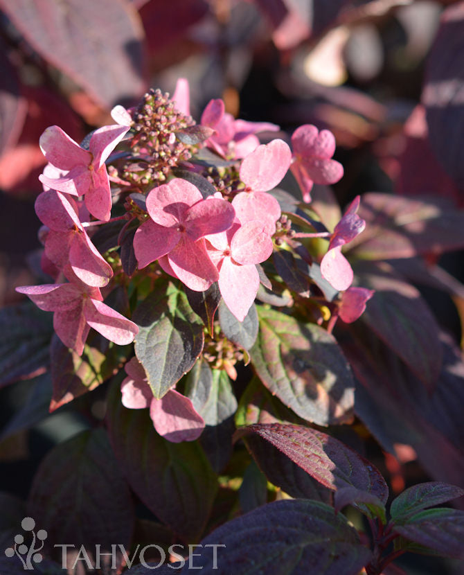 Vipphortensia &