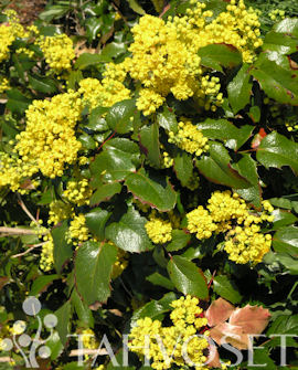 Mahonia (Mahonia aquifolium) 20-30 cm, containerodlad