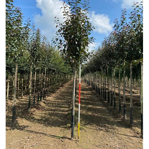 Vildapel - Malus 'RED OBELISK' 12-14  HS,