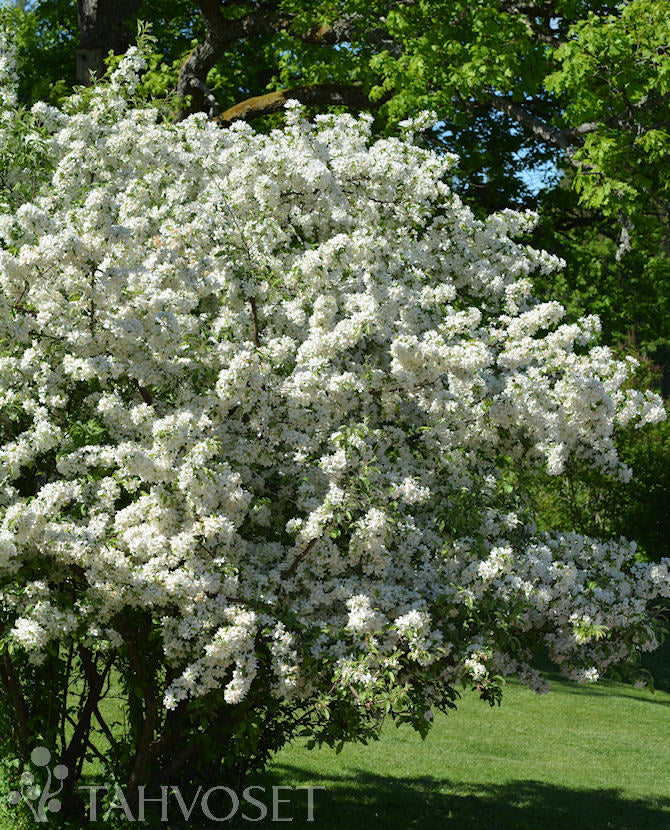 Bukettapel Malus toringo var. sargentii, 3 liters kruka