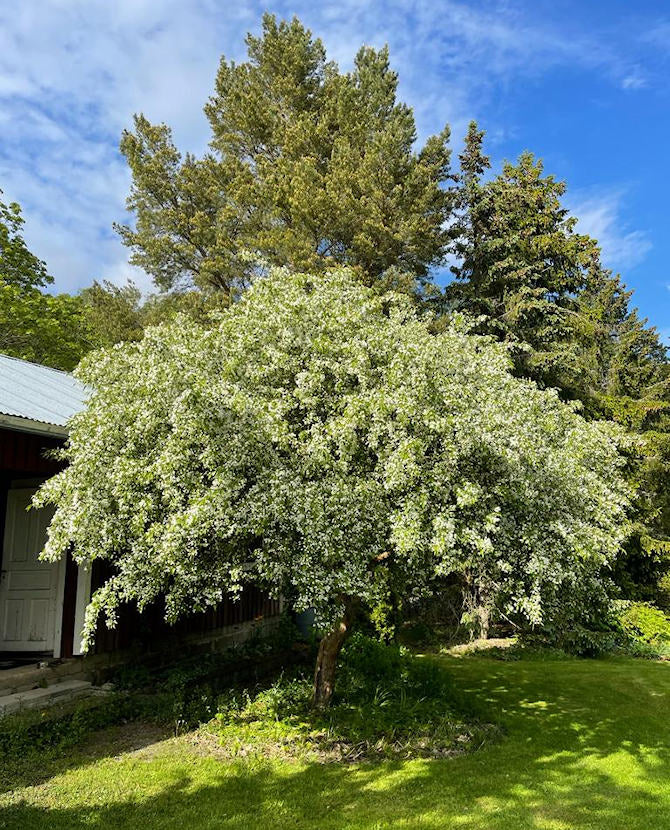Bärapel (Malus baccata) 6-8 cm, containerodlad
