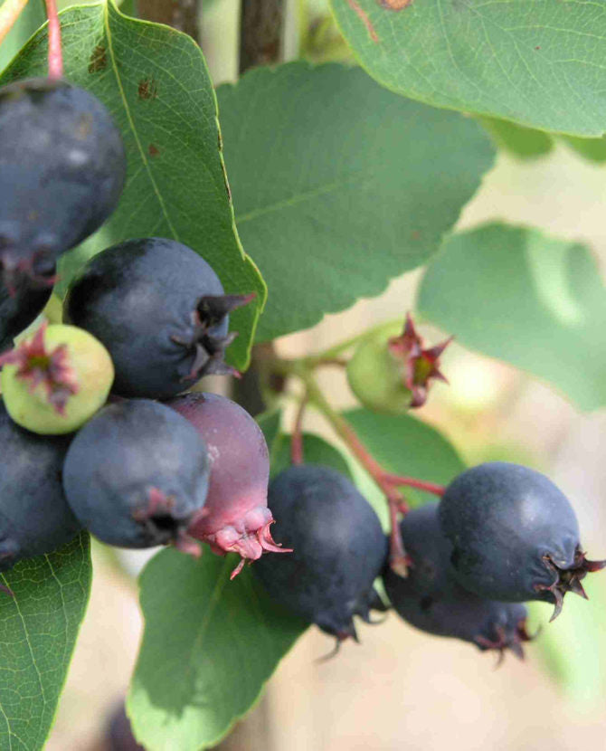 Bärhäggmispel Amelanchier alnifolia, stammad, stam 150–250 cm, containerodlad