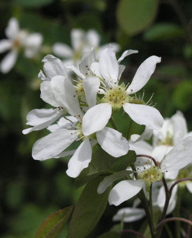 Bärhäggmispel Amelanchier alnifolia 3 liters kruka