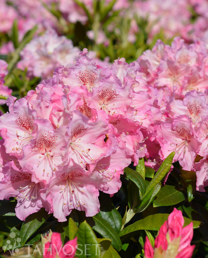 Rododendron &