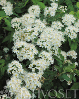 Björkspirea &