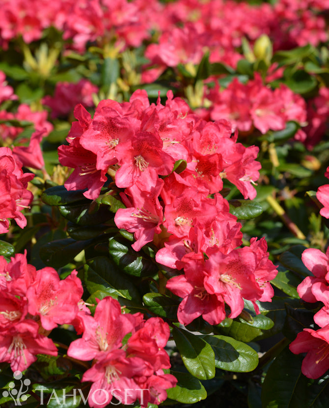 Rhododendron &
