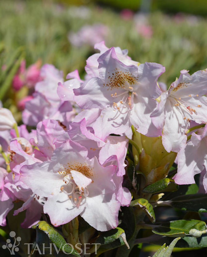 Rhododendron &