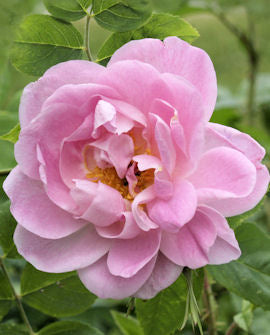 Mustialaros Rosa &