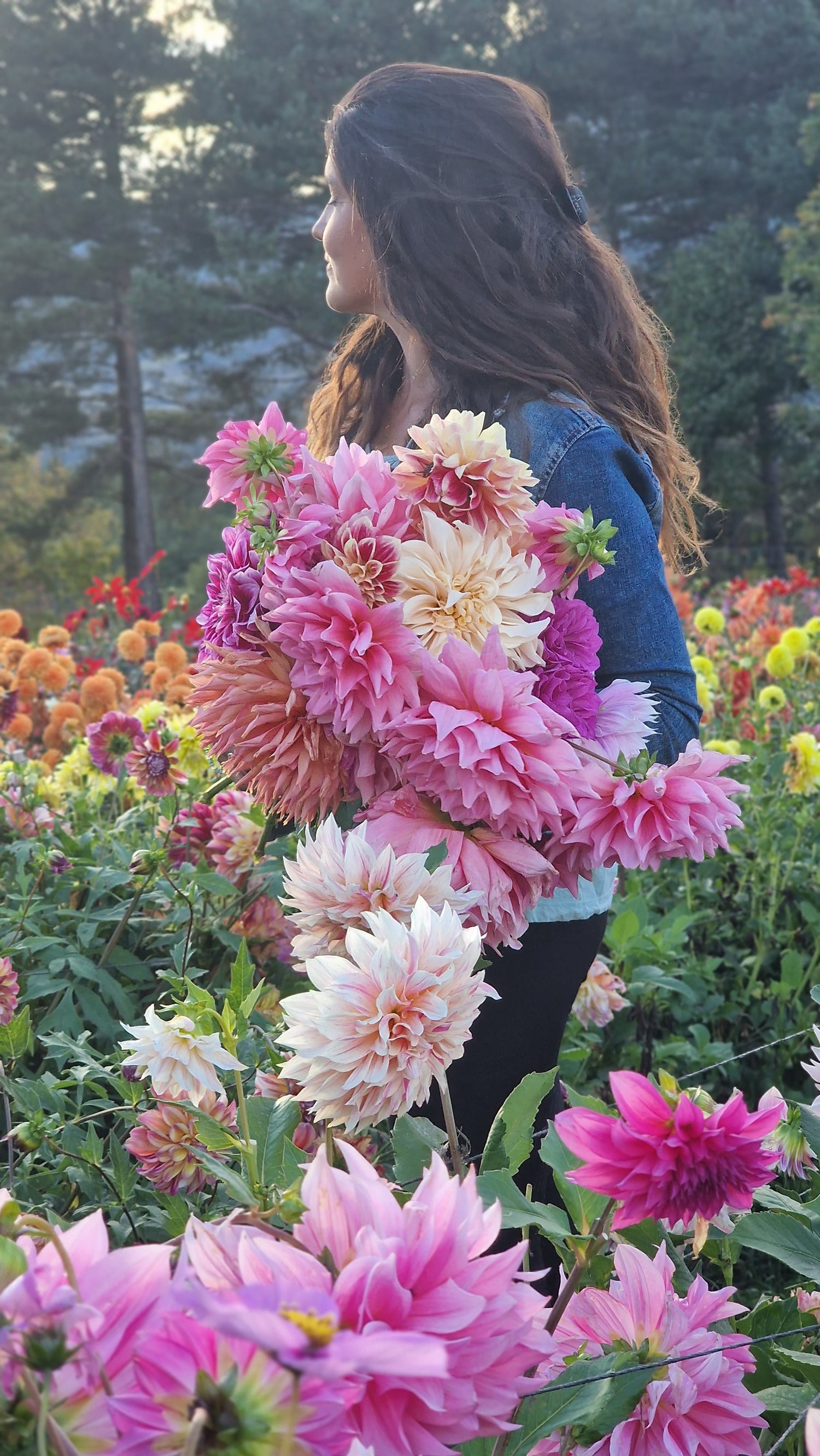 Dahlia Mystery Box (10 dahliaknölar)