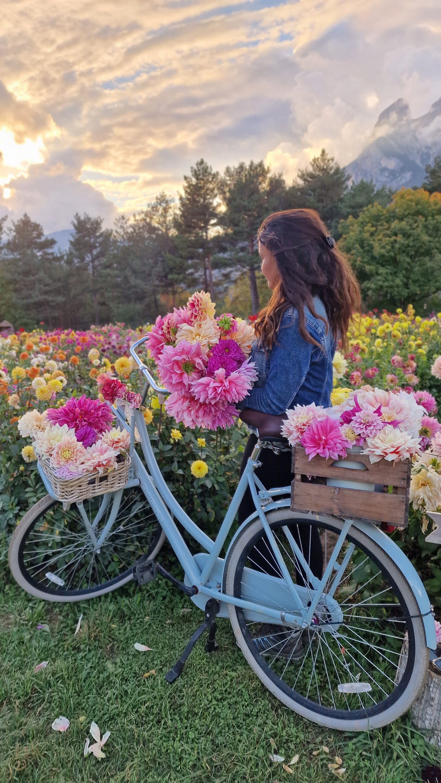 Dahlia Mystery Box (10 dahliaknölar)