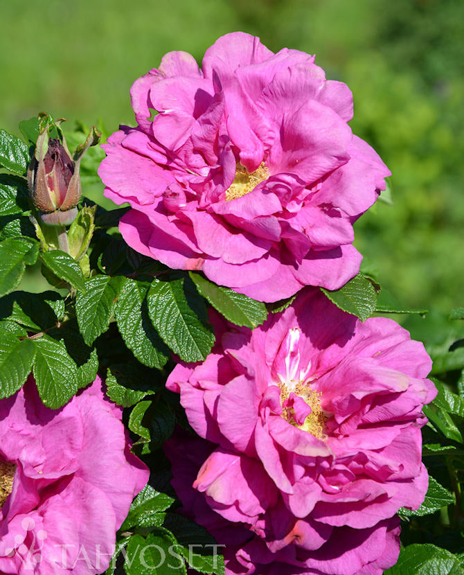 Rosa rugosa &
