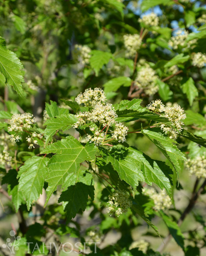 Mongolisk lönn Acer tataricum subsp. ginnala - 3 liters kruka