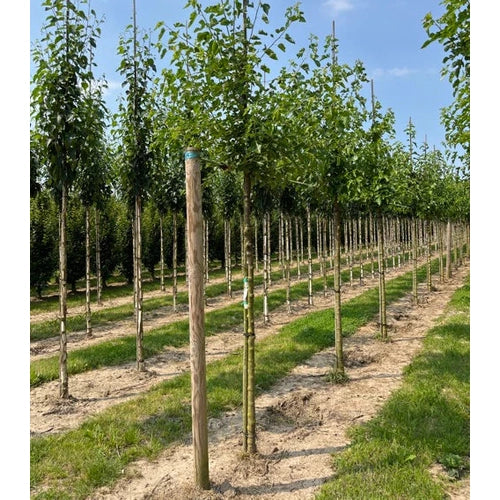 Vitt mullbär -  Morus alba  - Stammens omkrets 18-20 cm, höjd 4 +/- meter,   HS,