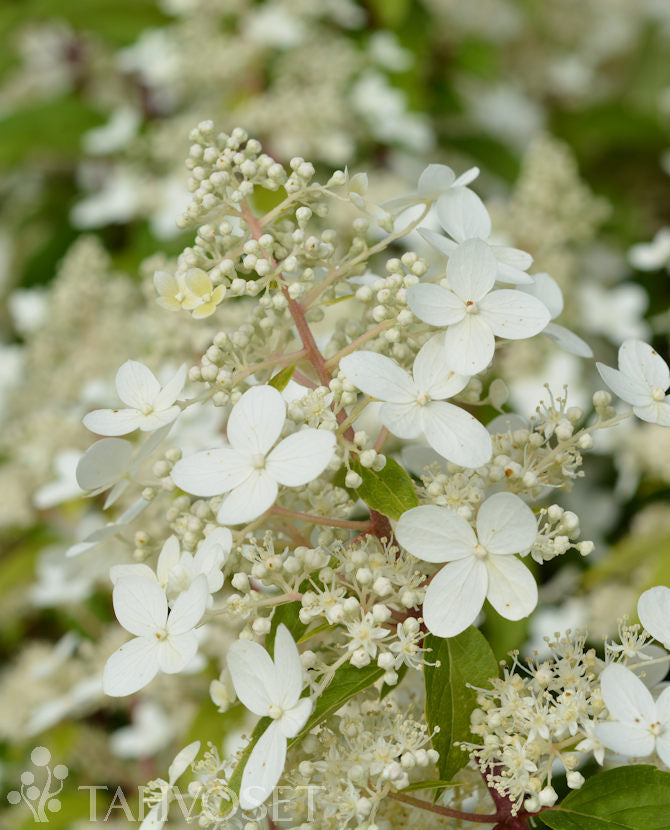 Mustilahortensia Hydrangea paniculata &