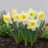 Narciss Mother Duck 6-pack