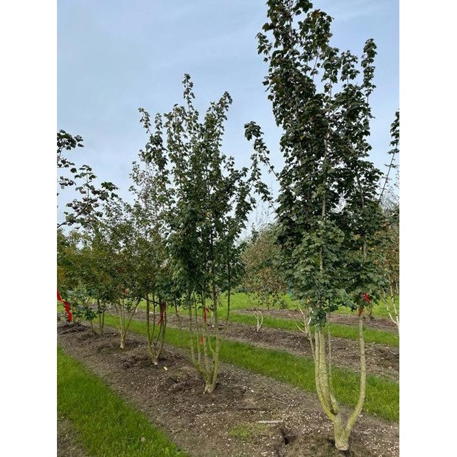 Naverlönn - Acer campestre 350-400 MS DRKL
