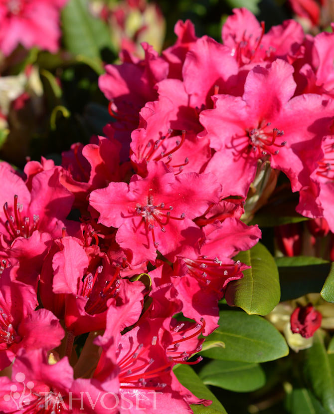 Rhododendron &