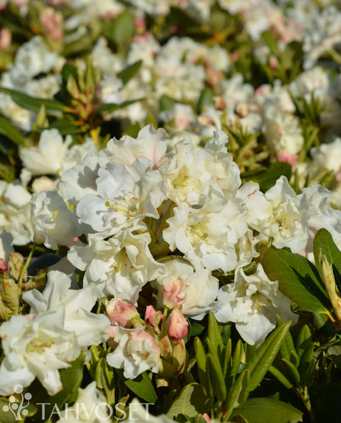 Alpros Rhododendron &