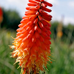 Collection image for: Kniphofie