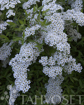 Norsk brudspirea Spiraea &