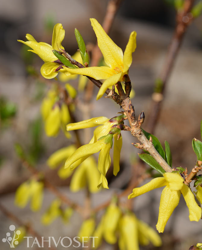 Gullforsythia &
