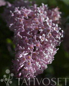 Hängsyren Syringa komarowii subsp. reflexa, 3 liters kruka