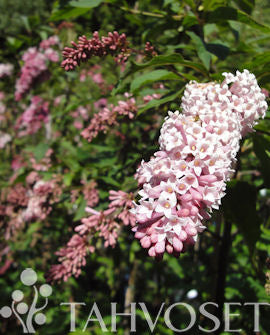 Hängsyren Syringa komarowii subsp. reflexa stammad 150-250 cm container