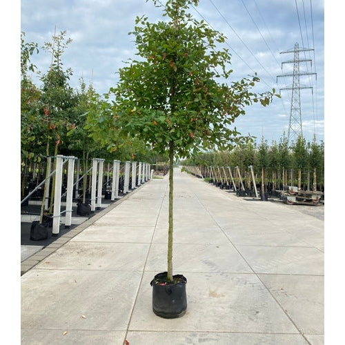 Nyssa - Nyssa sylvatica 12-14  HS,