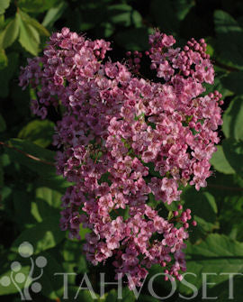 Praktspirea &