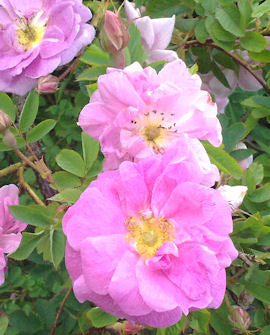 Stammad centifoliaros &
