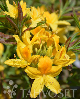 Parkazalea &