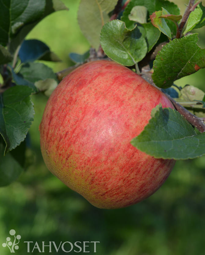 Sommaräpple &