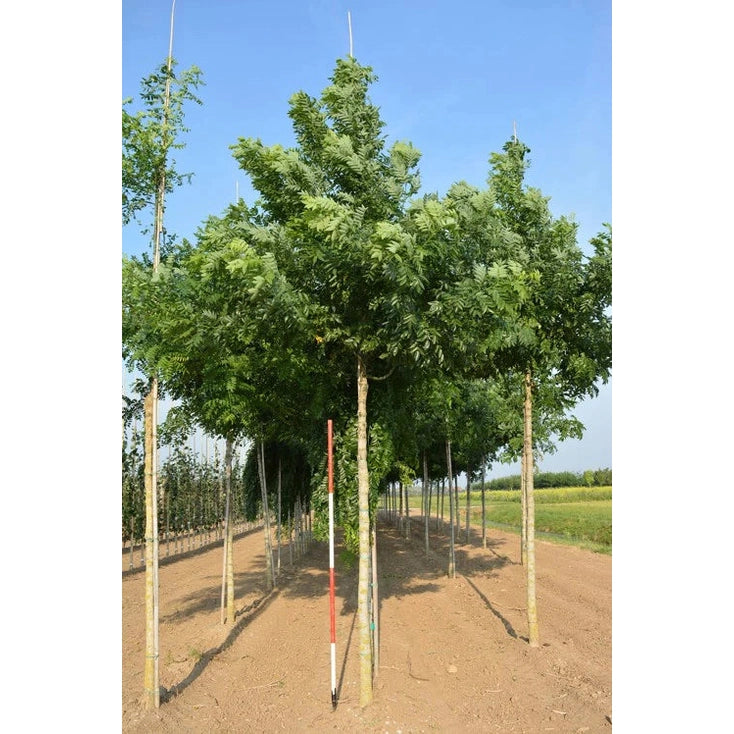 Pagodträd - Sophora japonica  - Stammens omkrets 18-20 cm, höjd 4 +/- meter,  HS,