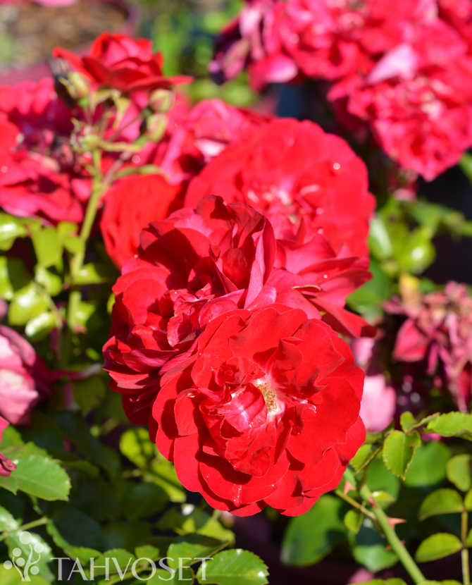 Rosa &