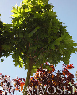 Klotlönn Acer platanoides &