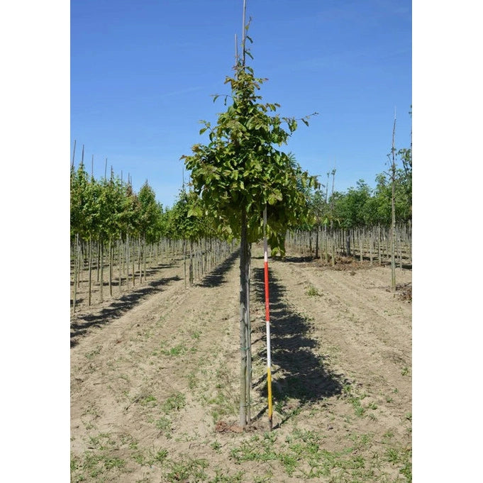 Papegojbuske - Parrotia persica  - Stammens omkrets 20-25 cm, höjd 4-4,5 meter,   HS,