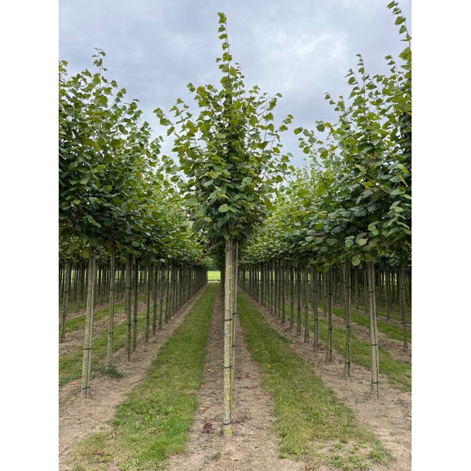Parklind - Tilia europaea 'Pallida'  - Stammens omkrets 16-18 cm, höjd 3,5-4 meter,  HS, CONT