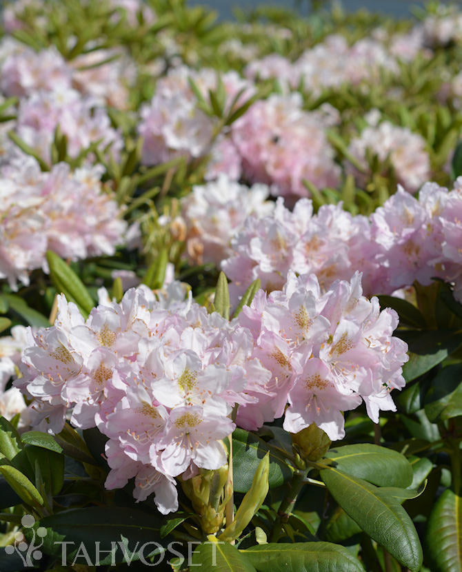 Rododendron &