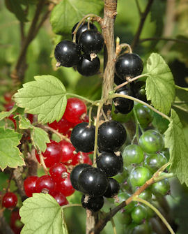 Familjevinbär Ribes &