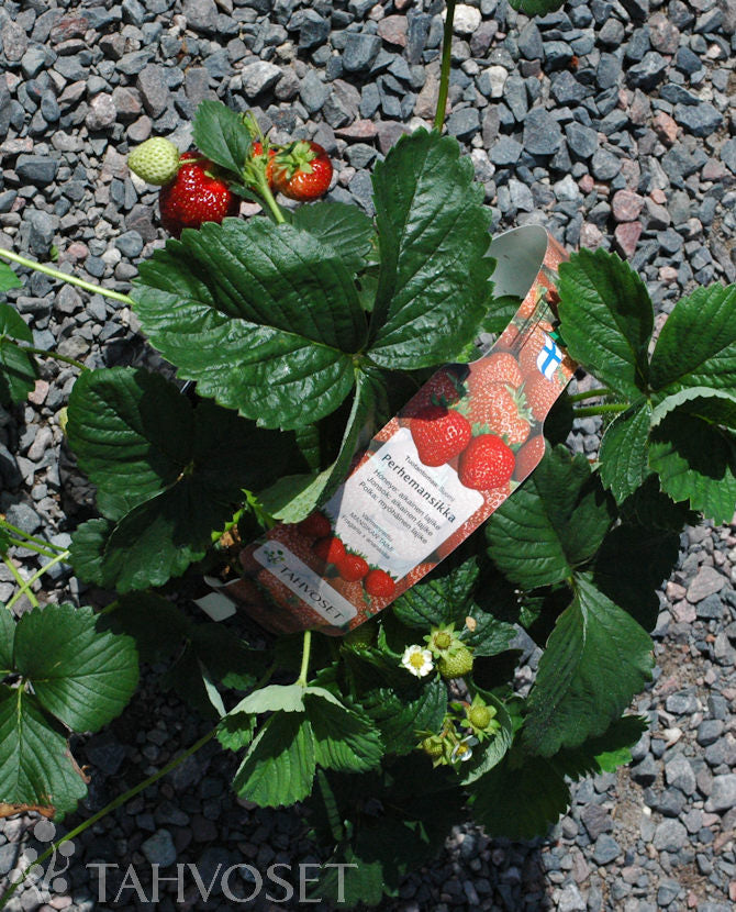 Familjejordgubbe Fragaria x ananassa &