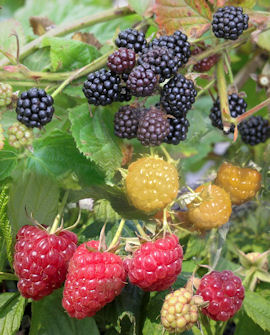 Familjehallon Rubus &