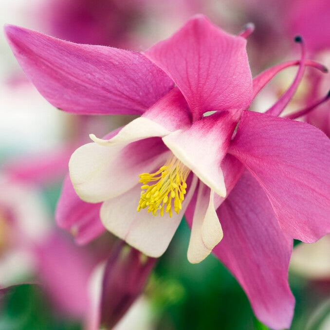 Akleja-Aquilegia Spring Magic Rose Ivory 2-pack