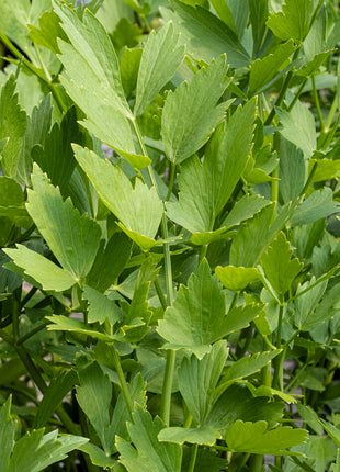 Libbsticka-Levisticum (Maggiplant) 1 kpl