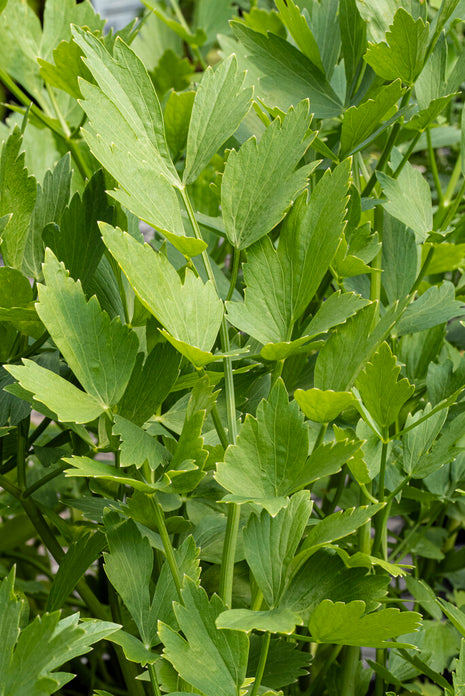 Libbsticka-Levisticum (Maggiplant) 1-pack