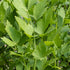 Libbsticka-Levisticum (Maggiplant) 1-pack