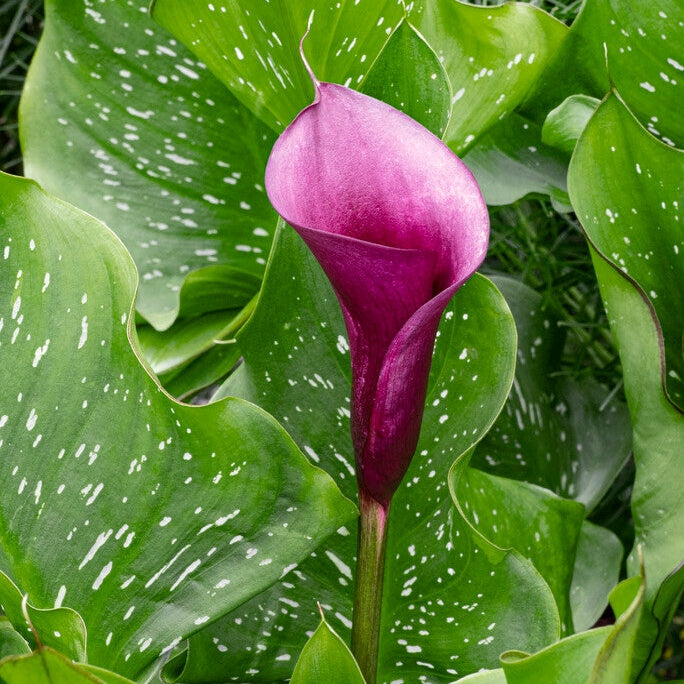 Zantedeschia Naomi 1-pack