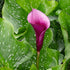 Zantedeschia Naomi 1-pack