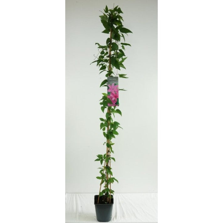 Klematis – Clematis 'Hagley Hybrid' - C5 125-175 CM Stick