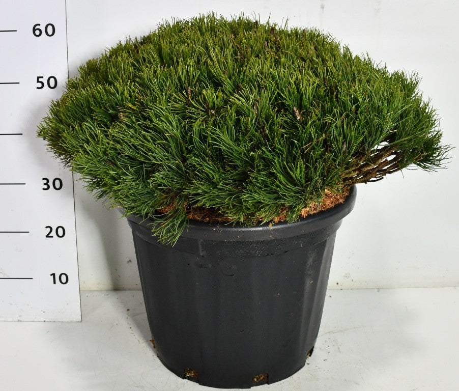 Bergtall – Pinus mugo pumilio - C35 60-70 cm. Levendesteen